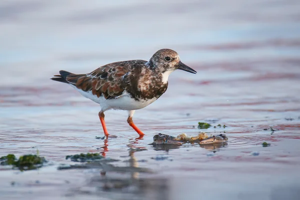 秘鲁巴拉圭湾海滩上的Ruddy Turnstone — 图库照片