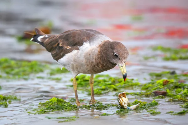 ペルーのパラカス湾のビーチでベルチャーのカモメがカニを食べる — ストック写真