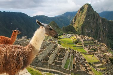 Peru'daki Machu Picchu overlook ayakta llamas