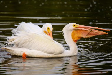 Beyaz besleme Pelikan (Pelecanus erythrorhynchos)