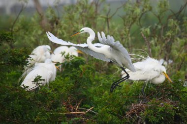 Büyük Egret (ardea alba)