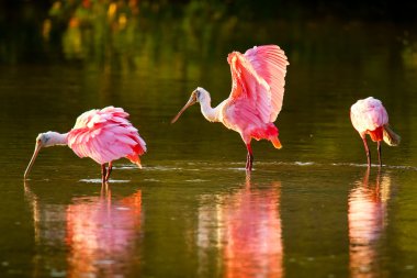 Pembe Spoonbills (Platalea ajaja)