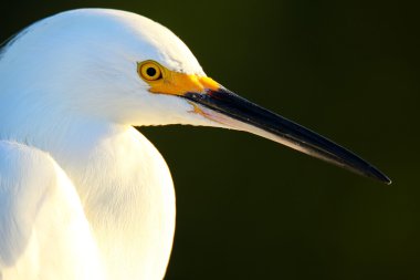 Portrait of Snowy egret clipart