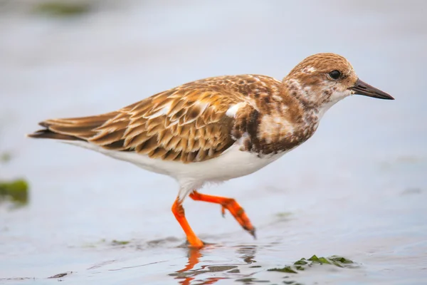 Ruddy Turnstone sur la plage de Paracas Bay, Pérou — Photo