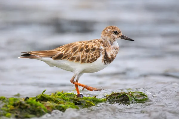 Ruddy Turnstone op het strand van Paracas Bay, Peru — Stockfoto