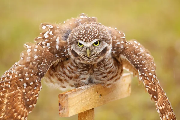 Burrowing Owl spreading wings in the rain — Stock Photo, Image