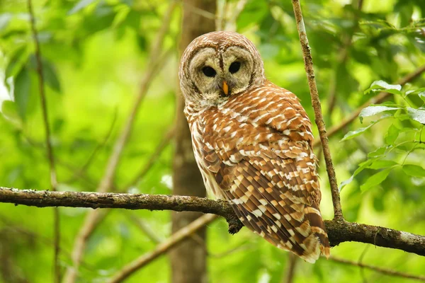 Puštík proužkovaný (Strix varia) sedí na stromě — Stock fotografie