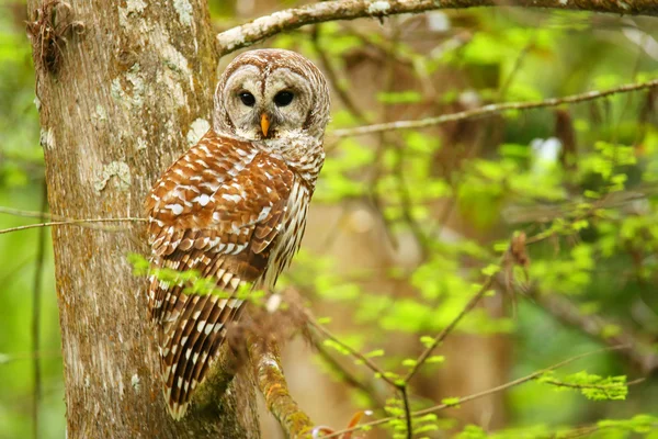 Barred owl (Strix varia) sitting on a tree — Stock Photo, Image