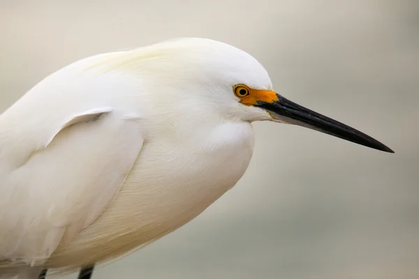 Retrato de egret nevado — Fotografia de Stock