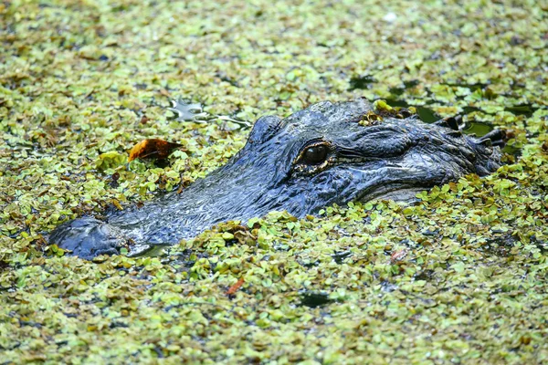 Портрет аллигатора, плавающего в болоте — стоковое фото