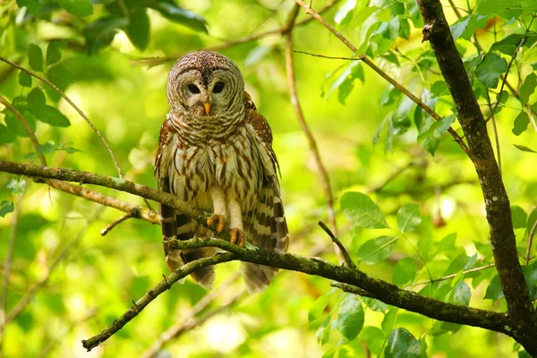 Coruja barrada (Strix varia) sentada em uma árvore — Fotografia de Stock