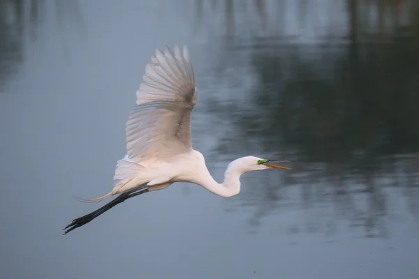 Great Egret (Ardea alba) in flight — Stock Photo, Image