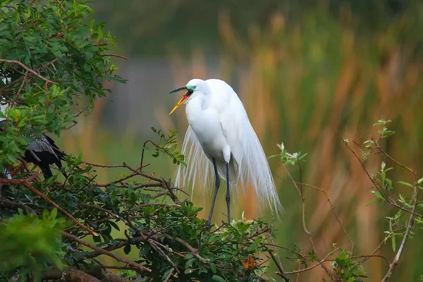 Grande Egret (ardea alba) — Fotografia de Stock