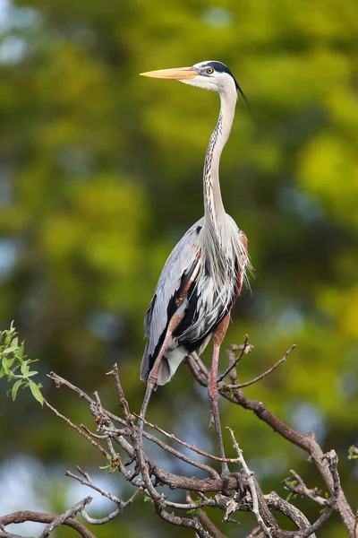 Great Blue Heron standing on a tree branch. It is the largest No — Stock Photo, Image