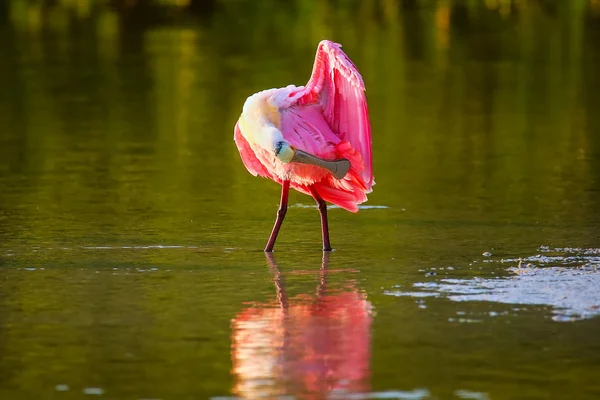 pembe kaşıkçı (platalea ajaja)