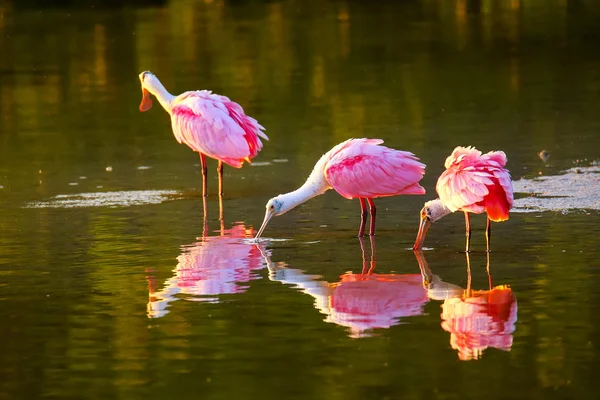 Pembe Spoonbills (Platalea ajaja)