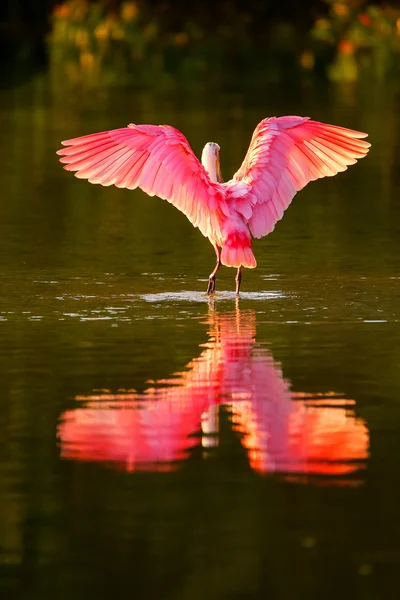 Pembe kaşıkçı (platalea ajaja) — Stok fotoğraf