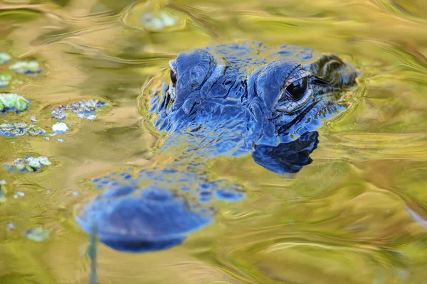 Potret Alligator mengambang di dalam air — Stok Foto