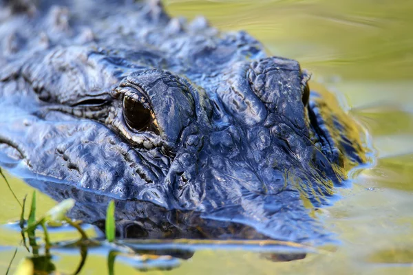 Porträt eines Alligators, der im Wasser schwimmt — Stockfoto