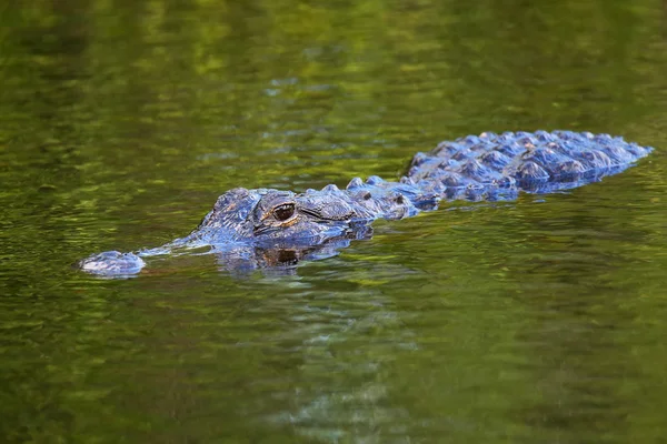 Alligator (Alligator mississippiensis) nadando — Fotografia de Stock