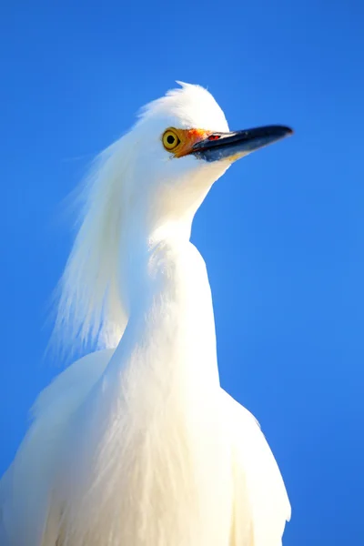 Porträt des Seidenreihers — Stockfoto