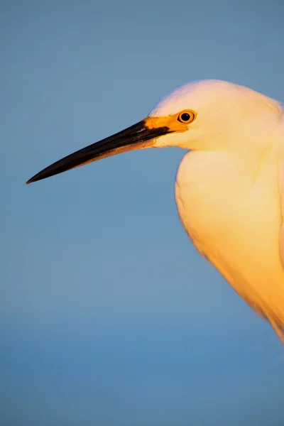 Retrato de egret nevado — Fotografia de Stock