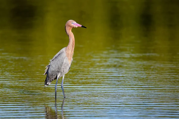 Reddish egret (Egretta rufescens) — Stock Photo, Image