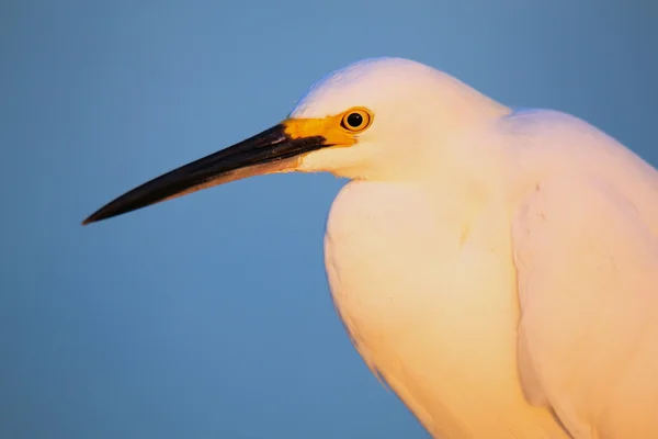 Porträtt av Snowy Egret — Stockfoto