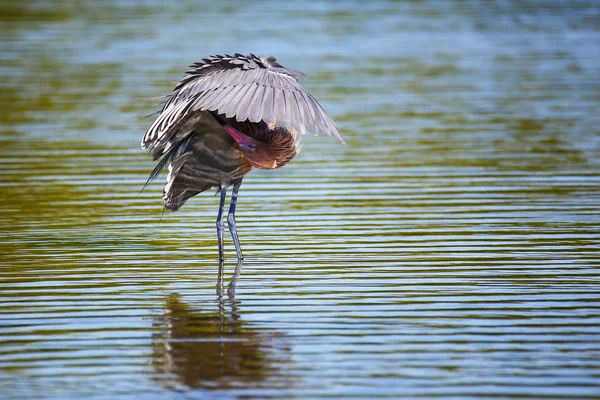 Rödaktig Egret (Egretta taggsvamp) — Stockfoto