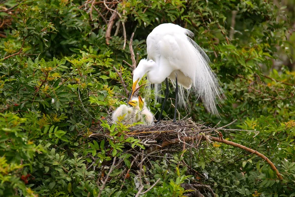 Grande Egret (ardea alba) — Foto Stock