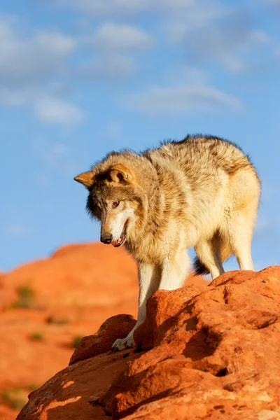 Wilk szary (Canis lupus) — Zdjęcie stockowe