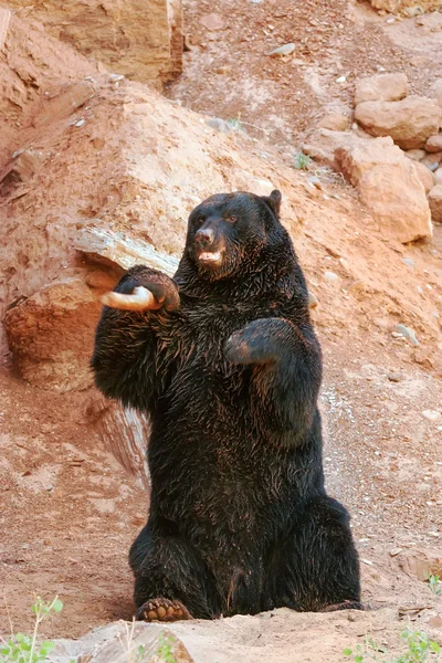 Fekete medve (Ursus americanus) — Stock Fotó