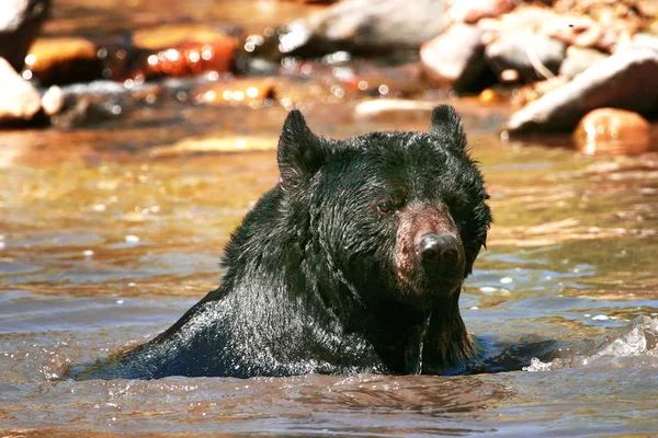 Ours noir américain nageant dans une rivière — Photo