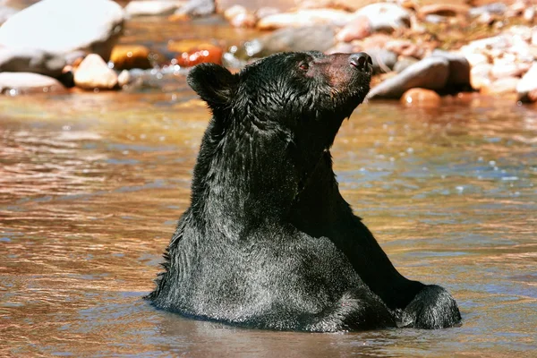 Ours noir américain assis dans une rivière — Photo