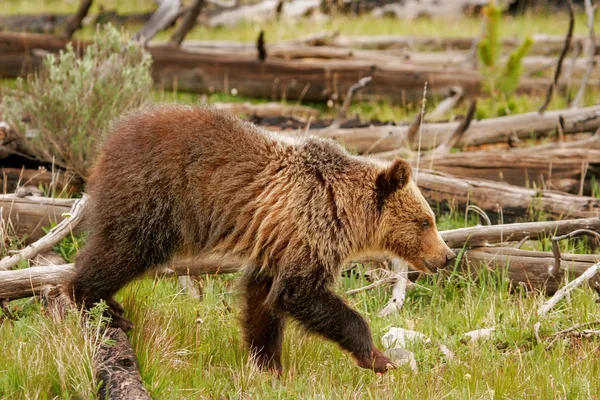 Genç Kuzey Amerika boz ayısı Yellowstone Milli Parkı, Wyoming — Stok fotoğraf