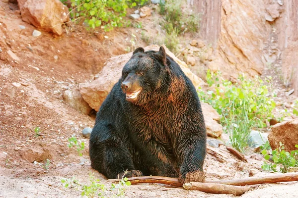 Amerykański czarnego niedźwiedzia (Ursus americanus) — Zdjęcie stockowe