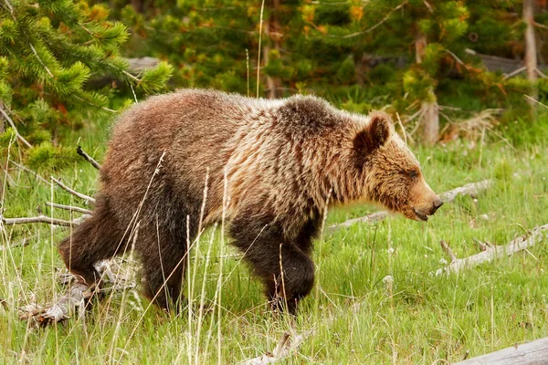 黄石国家公园，怀俄明州年轻灰熊 — 图库照片