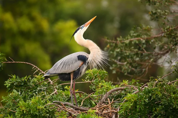 Blauwe reiger in paneren weergave. Het is de grootste Noord ben Stockafbeelding