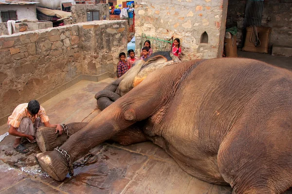 Jaipur, indien - 26. februar: unbekannter mann reinigt elefanten — Stockfoto