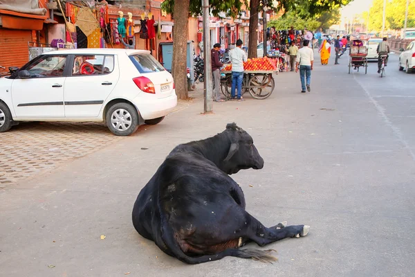 JAIPUR, INDIA - 15 DE NOVIEMBRE: Vaca negra acostada en el Bazar Johari — Foto de Stock