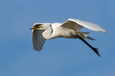 Uçan Akbalıkçıl (Ardea alba)