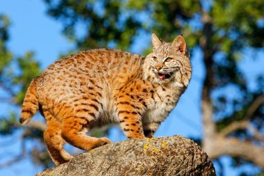 Bir kaya üzerinde Bobcat duran