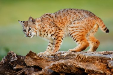 Bir günlük Bobcat ayakta