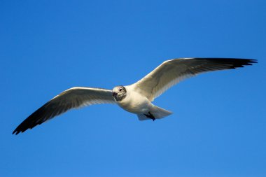 Franklin 's Gull uçuyor