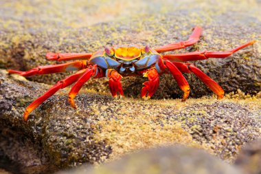 Sally lightfoot Yengeç Çin şapka adada, Galapagos Na besleme