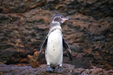 Galapagos penguen ayakta buzlu, Bartolome Adası, Galapagos