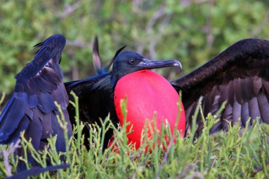 Erkek büyük Frigatebird (Fregata küçük) görüntüleme