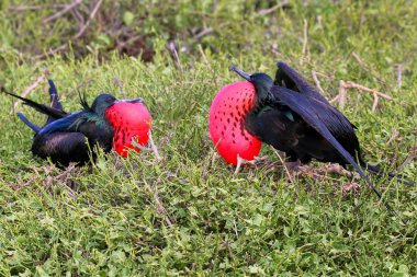Male Great Frigatebirds on Genovesa Island, Galapagos National P clipart
