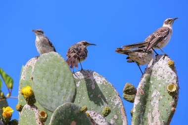 Galapagos kaktüsün üzerinde Genovesa Adası, Gal oturan bülbüller