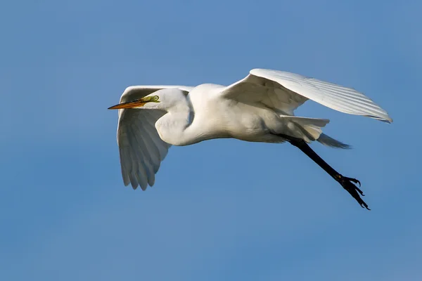 Great Egret (Ardea alba) in flight — Stock Photo, Image